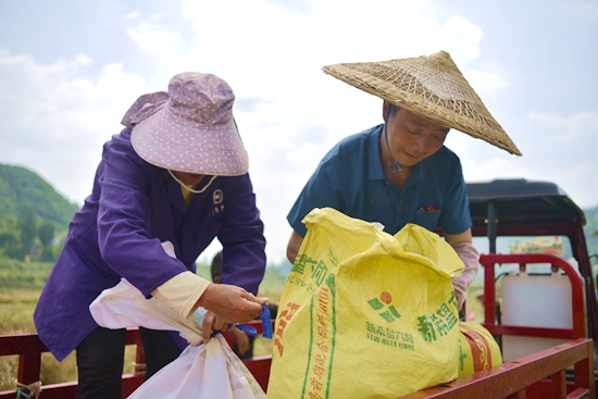 （供稿）贵州瓮安： 18000亩油菜喜获丰收 机械助力收割忙_fororder_3