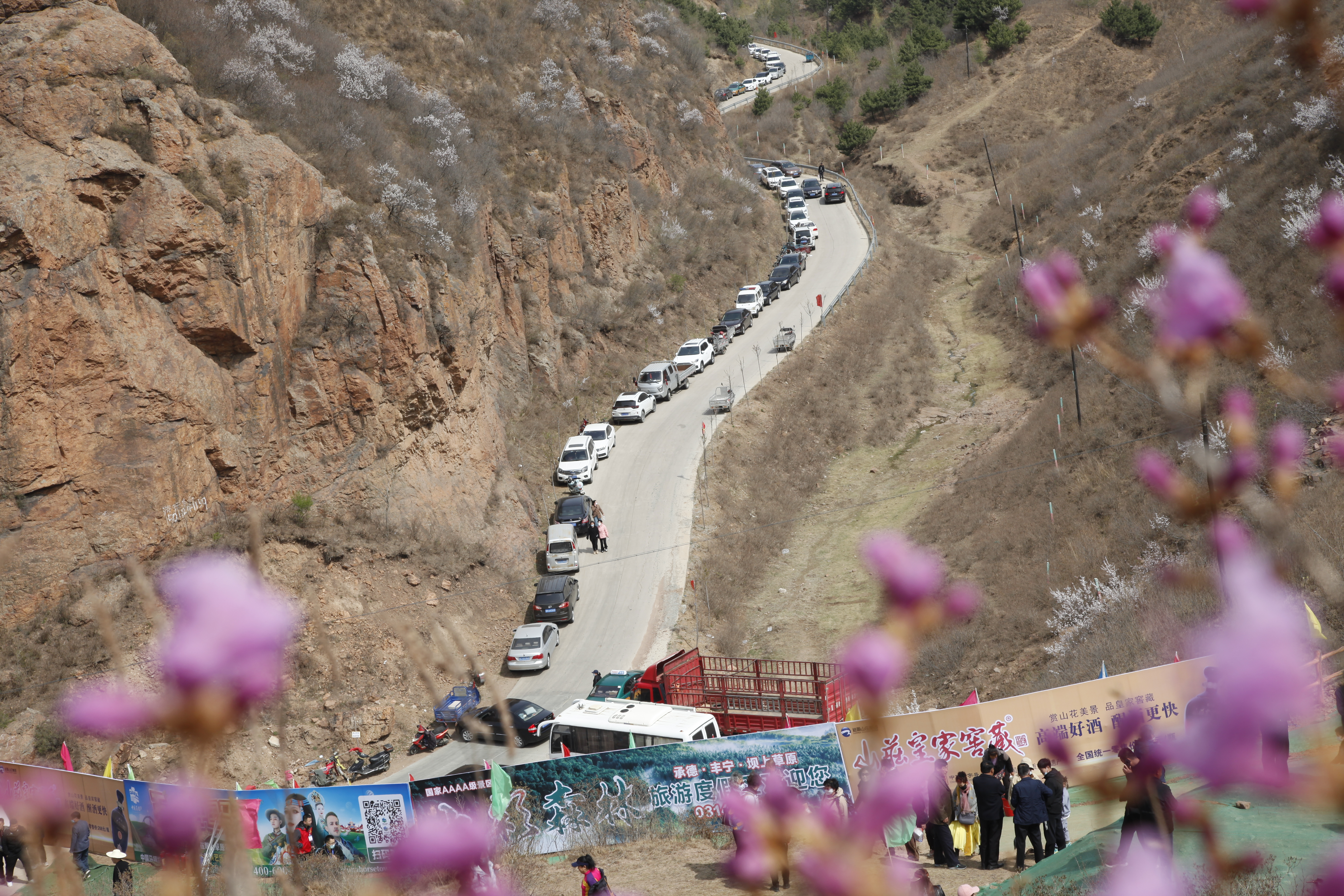 映山红主题山花节活动在河北丰宁举行_fororder_图4 在丰宁映山红景区游客车辆整齐停在盘山路上 张志强摄.JPG