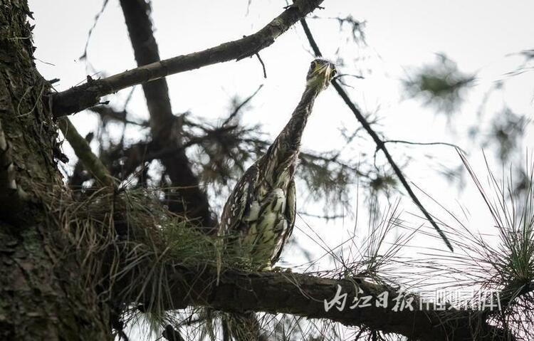 （轉載）“世界上最神秘的鳥”被放歸威遠縣石板河景區親鳥築巢地