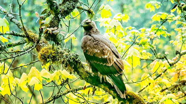 （张）眉山洪雅瓦屋山首次发现国家一级保护动物——金雕_fororder_正在树上休息的金雕--摄影--石天权
