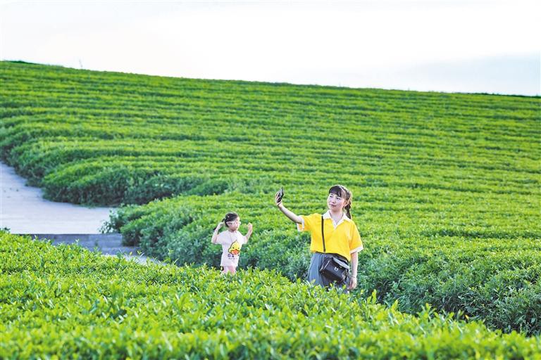 茶园如画生态美_fororder_92754020-91ea-4af2-b6f4-35c08acadc24