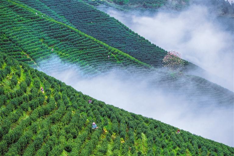 茶园如画生态美_fororder_d72cb590-807d-45d5-a9a8-a683db644d07