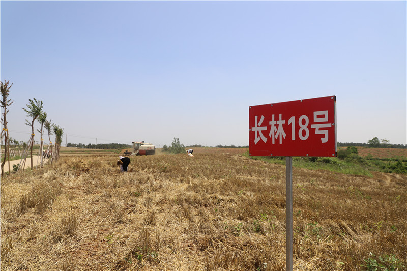 信阳市商城县：又是一年好“丰”景 小麦收割正当时_fororder_小麦油茶套种  罗玉兰摄.JPG