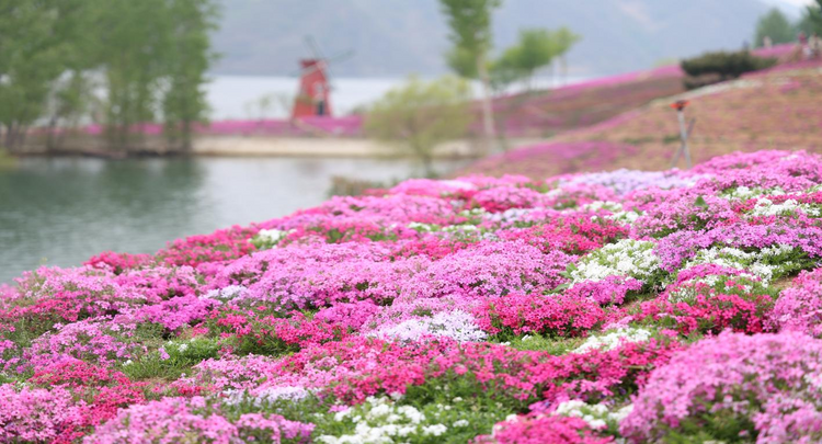 圖片默認標題_fororder_圖片12