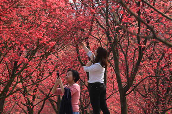 急稿【區縣聯動】【巴南】重慶近郊遊成熱門 巴南“紅楓林”驚艷綻放【區縣聯動 列表】巴南“紅楓林”綻放 春季是最佳觀賞期