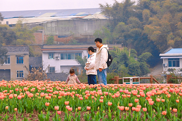 （张）自贡贡井区：追寻家门口的“诗和远方”_fororder_2五彩荷园郁金香开