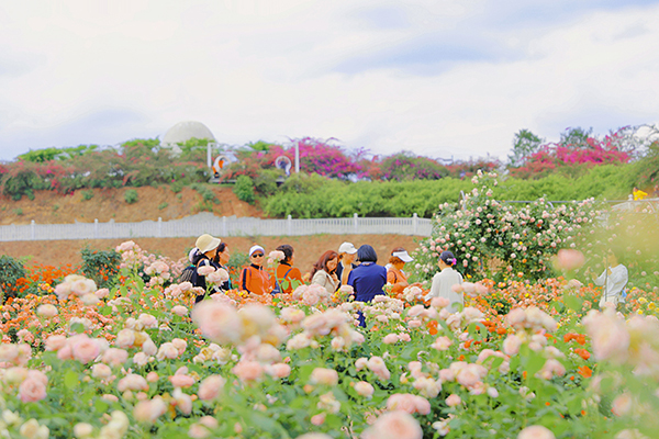 （张）自贡贡井区：追寻家门口的“诗和远方”_fororder_1五彩荷园里玫瑰花开