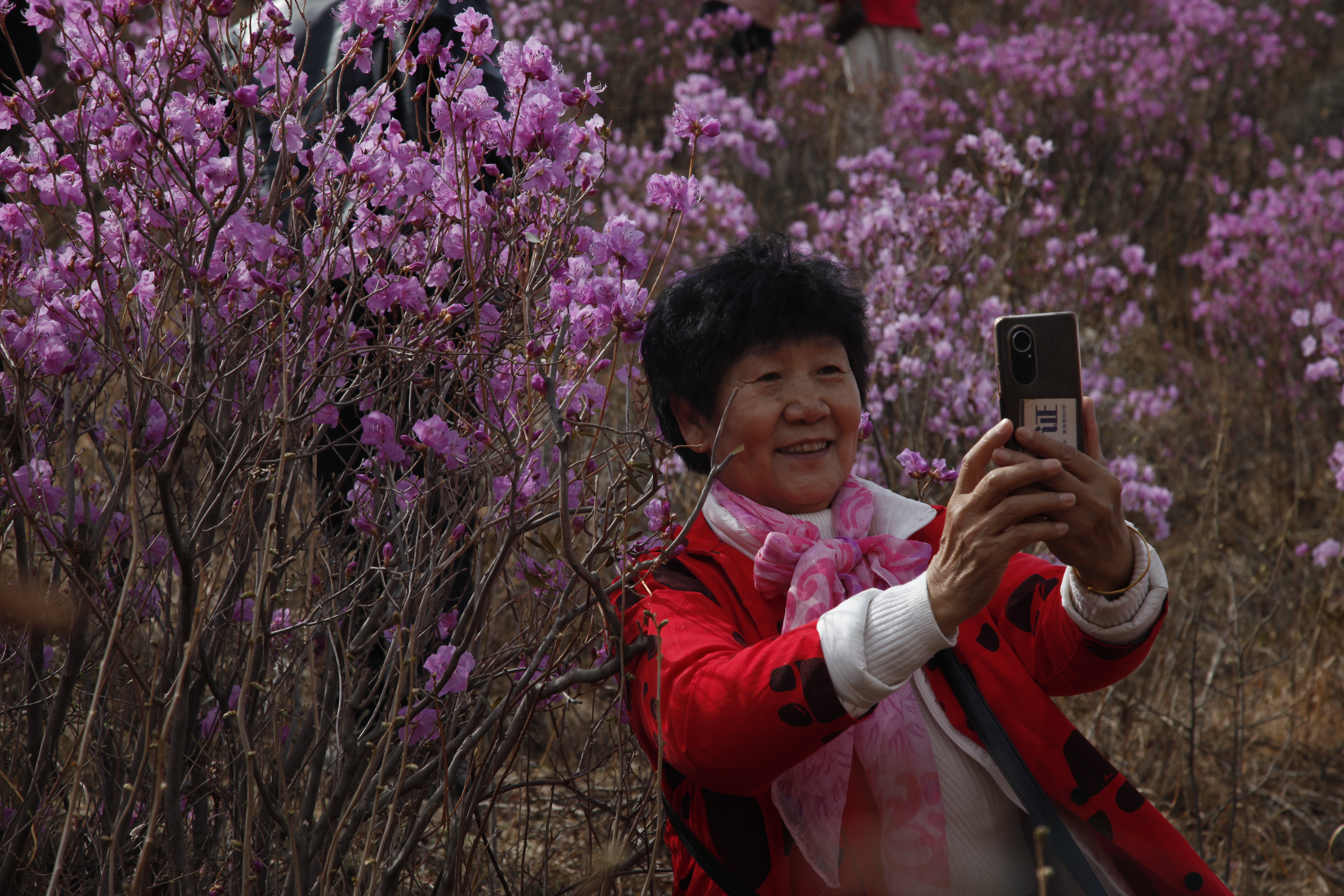 映山红主题山花节活动在河北丰宁举行_fororder_图3 在丰宁映山红景区游客在拍照打卡 张志强摄.JPG
