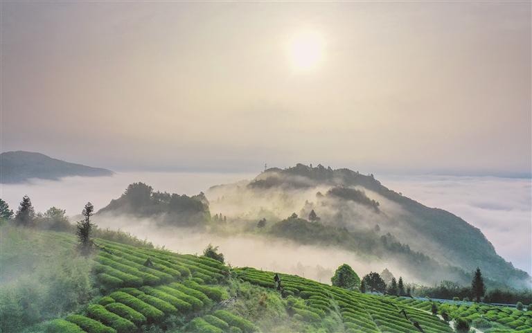 茶园如画生态美_fororder_b823c6bb-8aba-46f6-bb91-d1362ecf790a