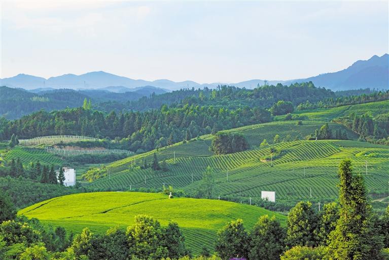 茶园如画生态美_fororder_a9398895-3583-4dd4-8a73-5e2862ccb19b