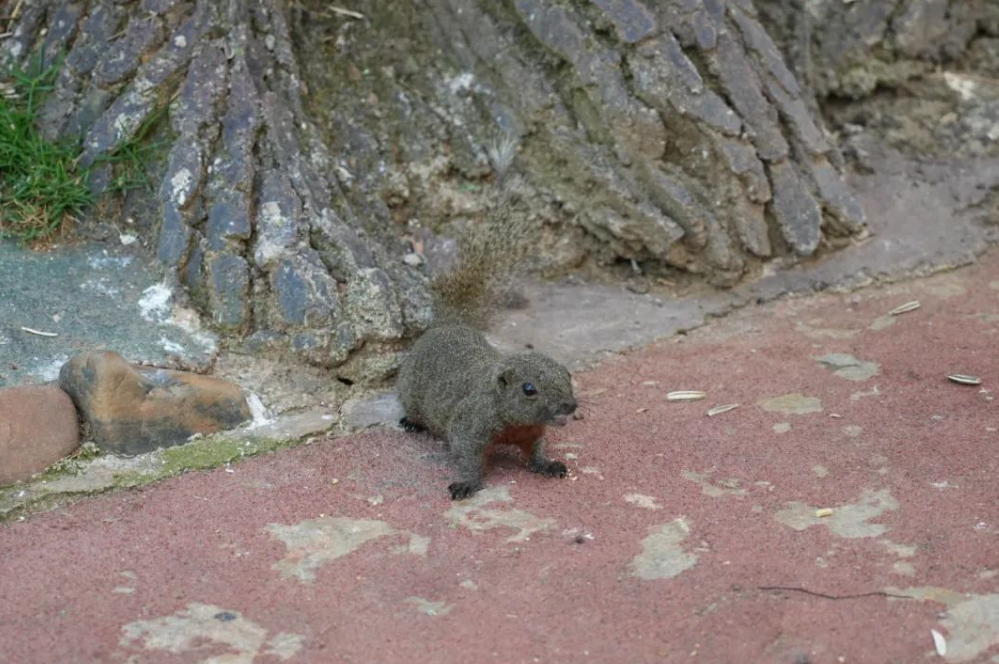 除了岳麓山和橘子洲 “五一”来长沙还有这些景点值得一去_fororder_可爱的小松鼠