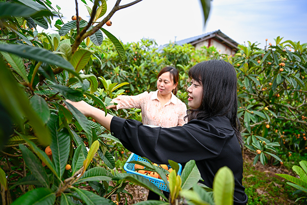 （张）自贡贡井：建设镇已枇杷飘香 五一假期何必远方_fororder_2游客采摘枇杷现场（摄影-廖志全）