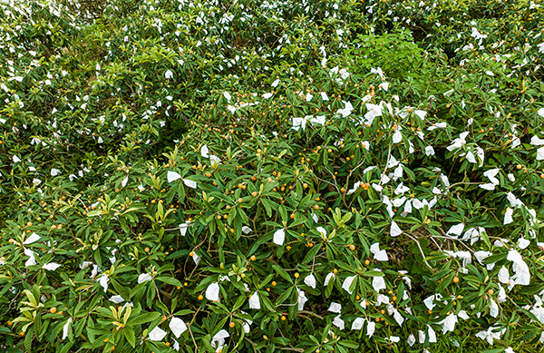 （张）自贡贡井：建设镇已枇杷飘香 五一假期何必远方_fororder_4丰收的枇杷待采摘（摄影-廖志全）