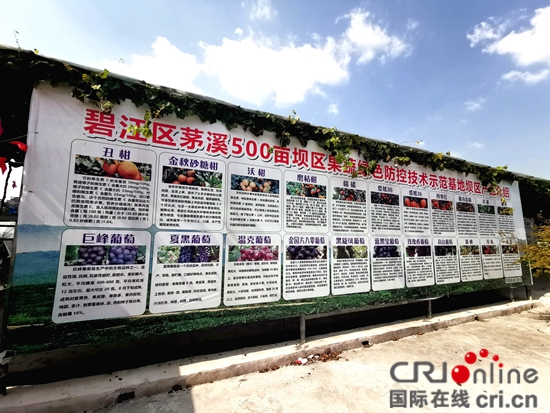贵州碧江：在希望的田野上打造农民的“幸福不动产”和“绿色提款机”