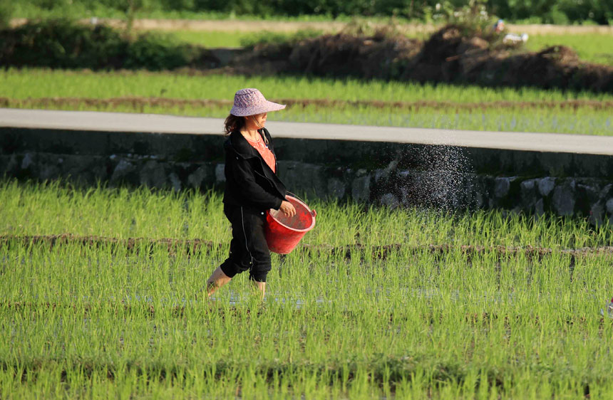 广西柳州：雨后抢种早稻忙