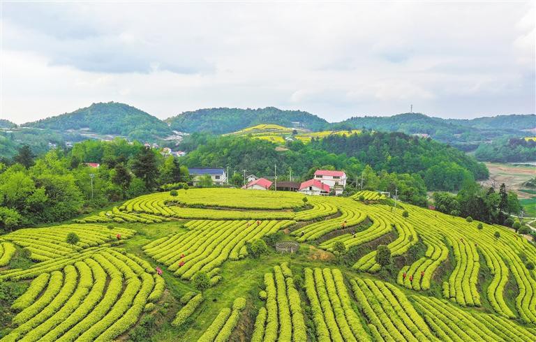 茶园如画生态美_fororder_a29af574-d678-4962-8709-d2a7a7f7e5f4