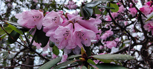 （张）眉山洪雅：杜鹃花开 绽放瓦屋山_fororder_瓦屋山杜鹃-摄影-石天权（3）