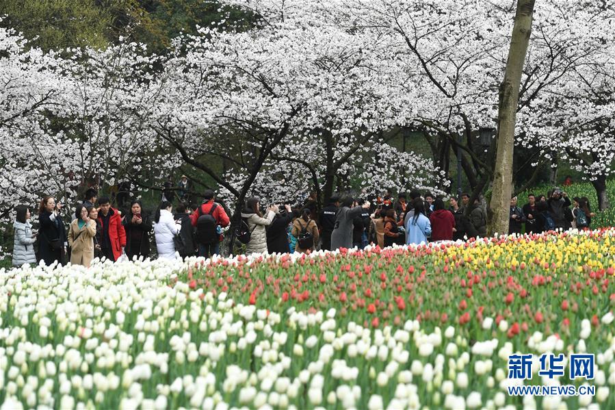 西子湖畔 鲜花烂漫