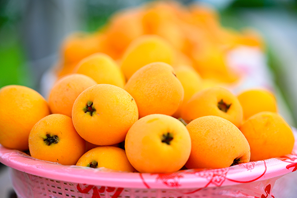 （张）自贡贡井：建设镇已枇杷飘香 五一假期何必远方_fororder_6丰收的枇杷令人垂涎欲滴（摄影-廖志全）