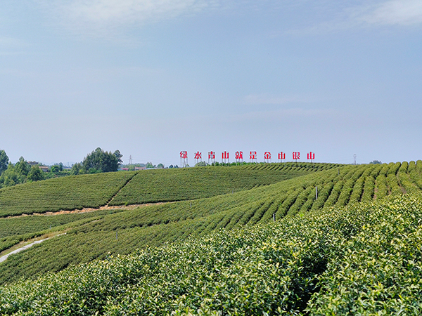 （张）眉山东坡：黄金茶香飘十里 共品东坡一杯茶_fororder_思蒙镇茶叶基地-摄影-张琬沁（1）