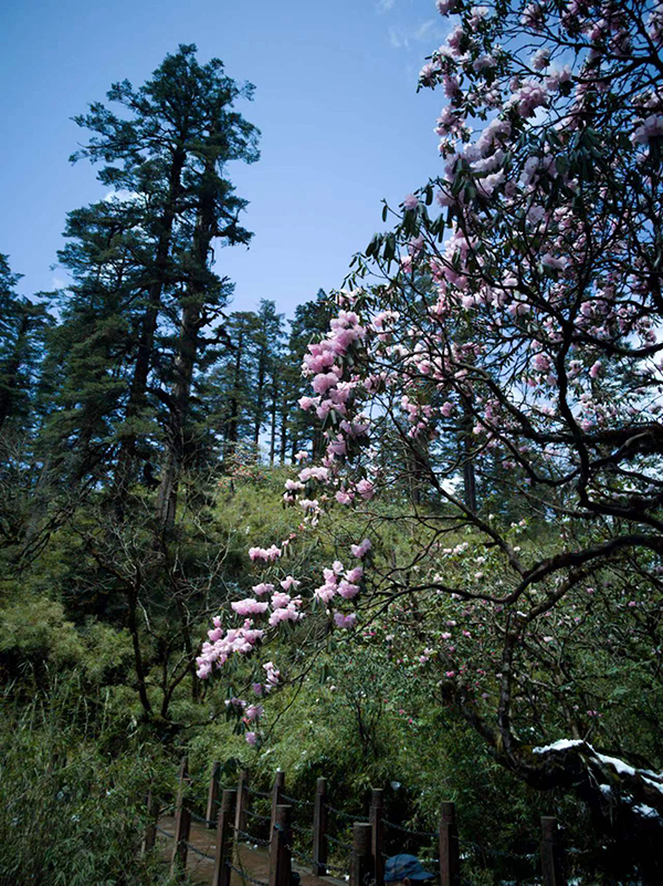 （张）眉山洪雅：杜鹃花开 绽放瓦屋山_fororder_瓦屋山杜鹃-摄影-石天权（4）