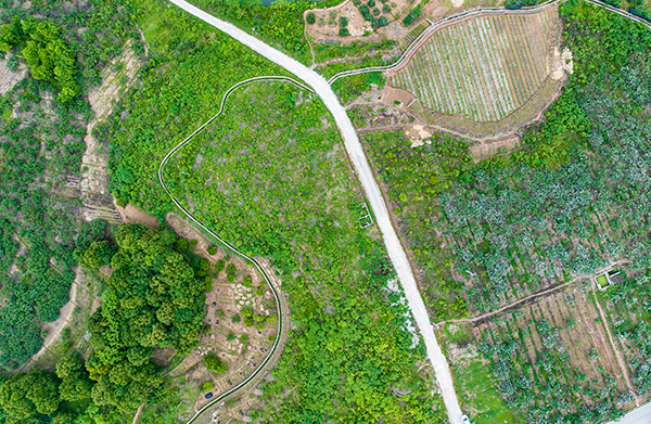 （张）自贡贡井：建设镇已枇杷飘香 五一假期何必远方_fororder_1建设镇固胜村枇杷采摘基地（摄影-廖志全）