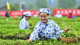 襄阳保康县第四届茶文化旅游节精彩开幕