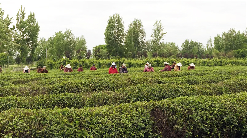 【原创】南阳市新野县王集镇：特色产业成为乡村振兴的“金钥匙”_fororder_茶农正在采集茶叶 摄影 高赛