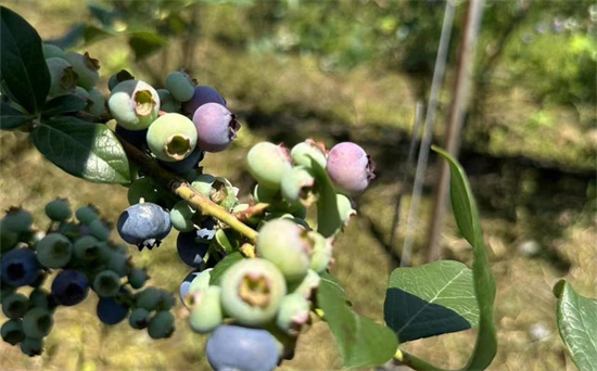 助力農旅融合 常州溧陽市白露山第十二屆藍莓採摘節開幕_fororder_圖片5