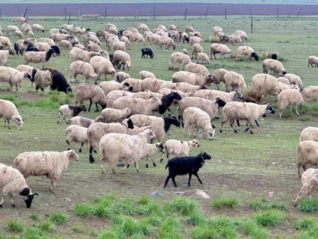 从良渚到三江源，“韩美林艺术大篷车”追寻文明之始，致敬生命之源