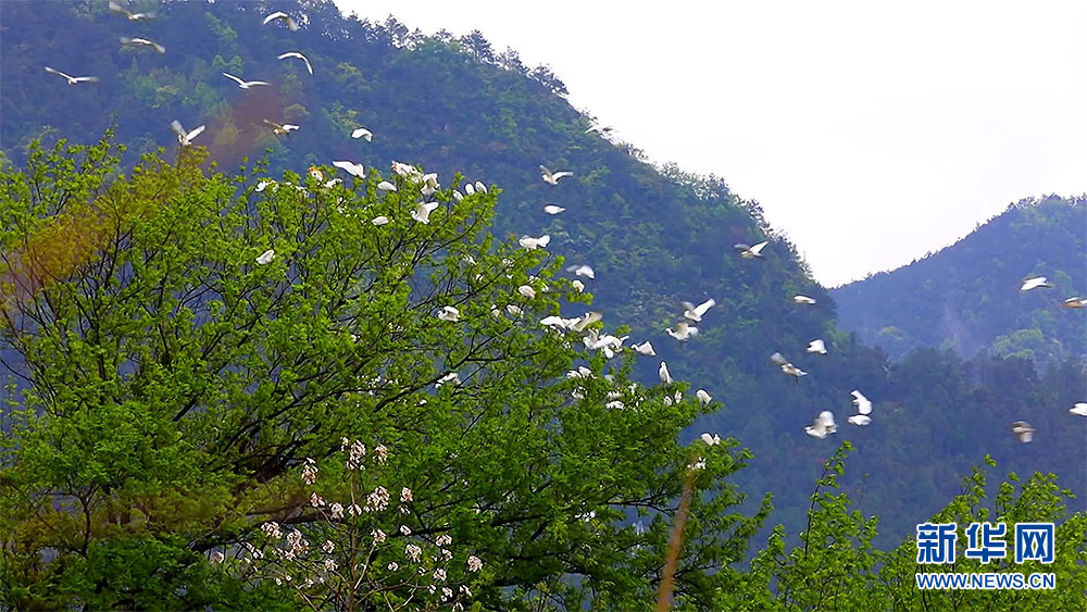 桂林靈川：白鷺舞翩躚