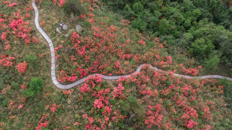 张家界有座杜鹃山_fororder_DJI_0907.JPG