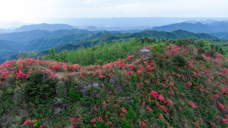 张家界有座杜鹃山_fororder_DJI_0931.JPG