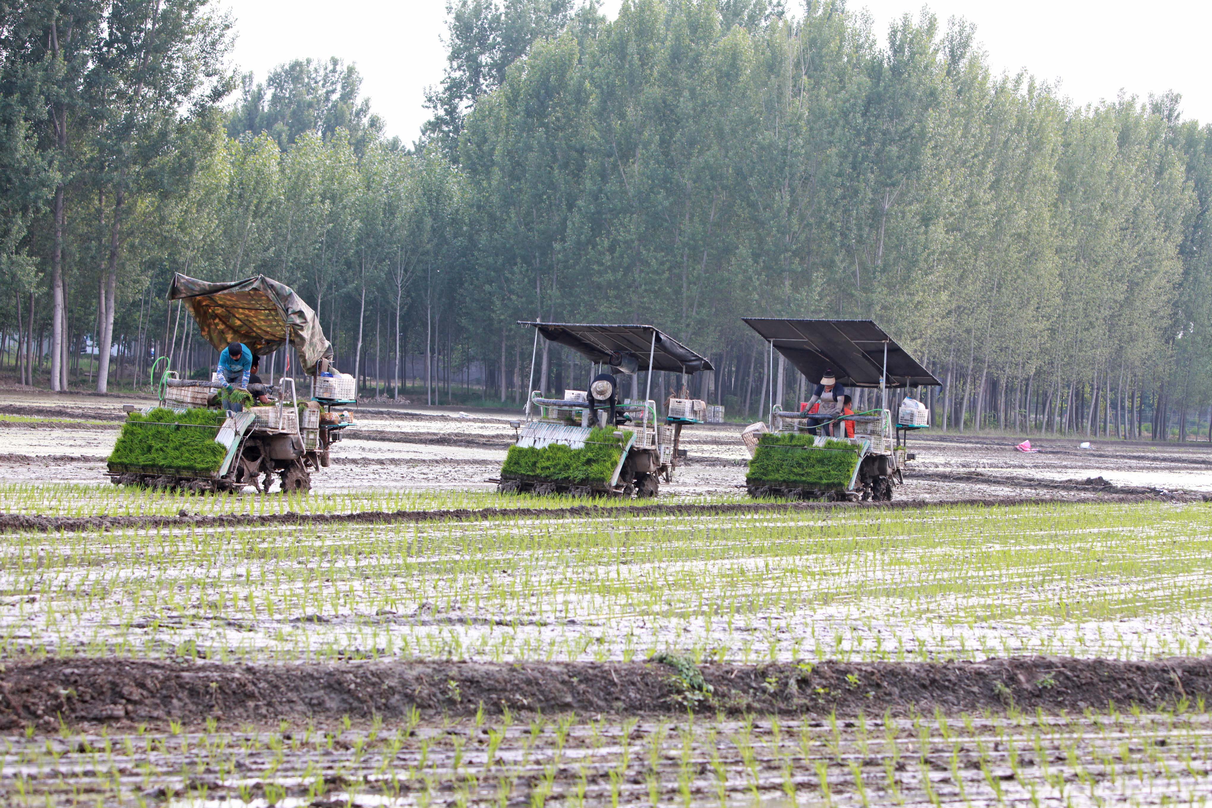 图片默认标题_fororder_5月28日，村民在稻田中使用机械插秧。熊华明摄 4