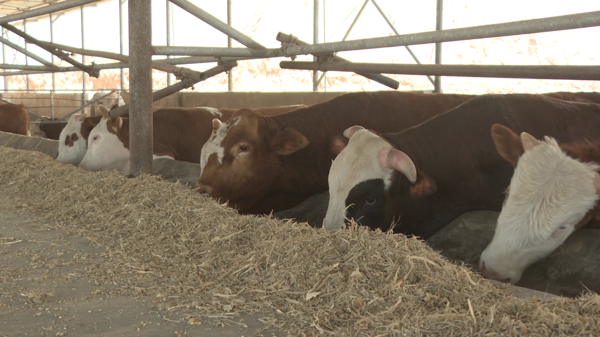 榆林市府谷县三道沟镇：党建引领聚合力 乡村振兴添活力_fororder_2