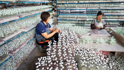 【原創】濰坊安丘：出口“絹花”銷售額已達8000多萬