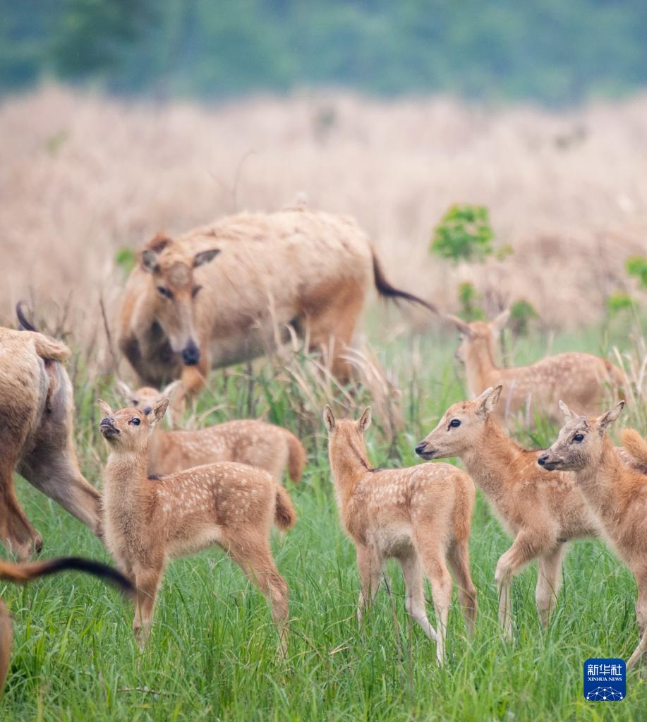 守护一方呦呦鹿鸣：春日的新生
