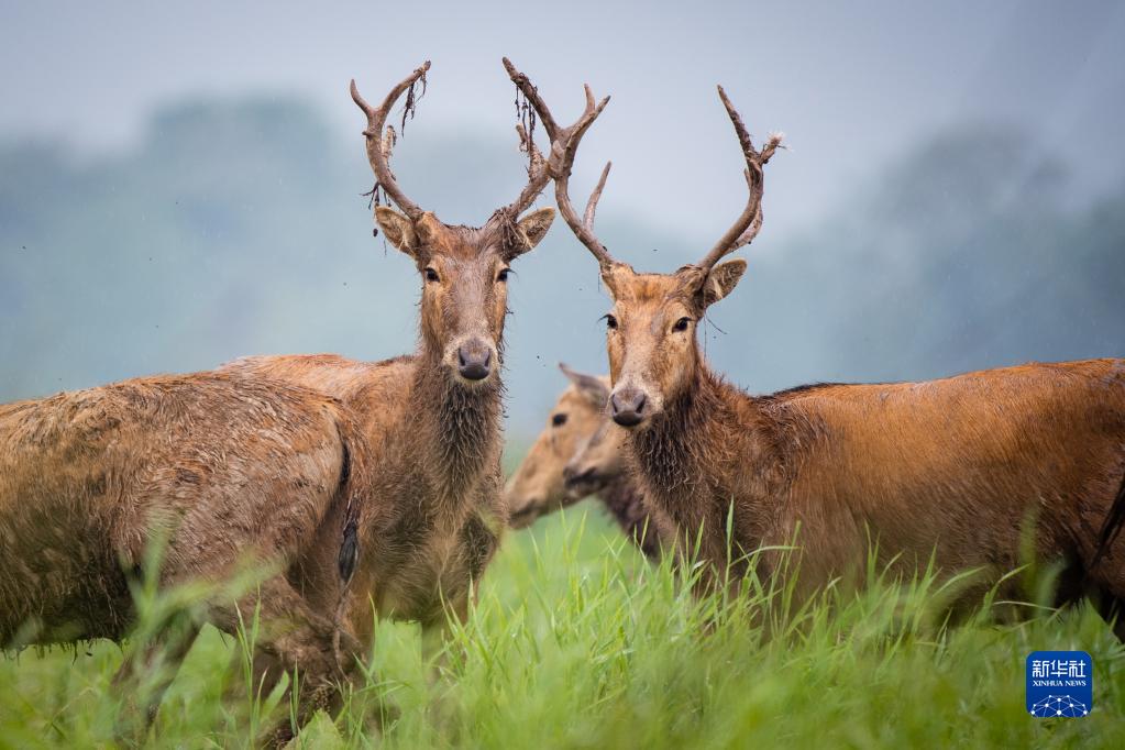 守护一方呦呦鹿鸣：春日的新生