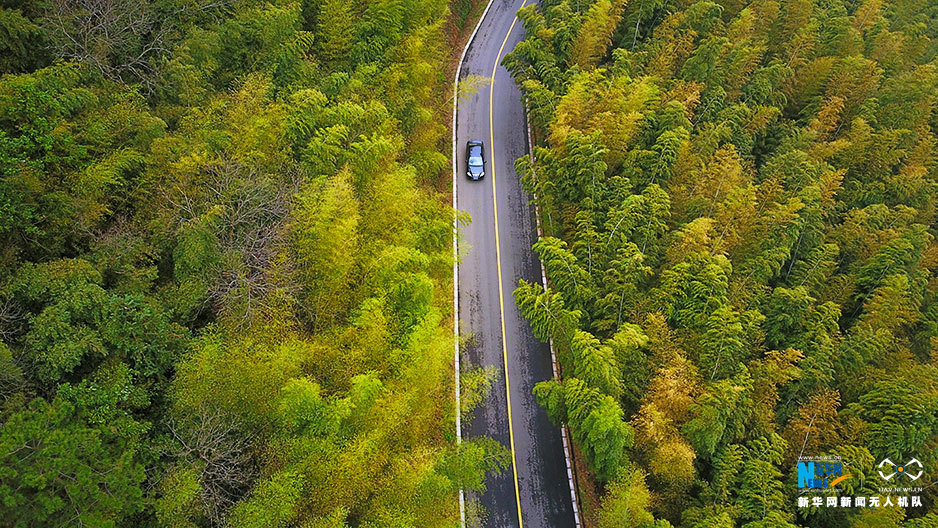 航拍初春南京溧水无想山 一片翠绿林海