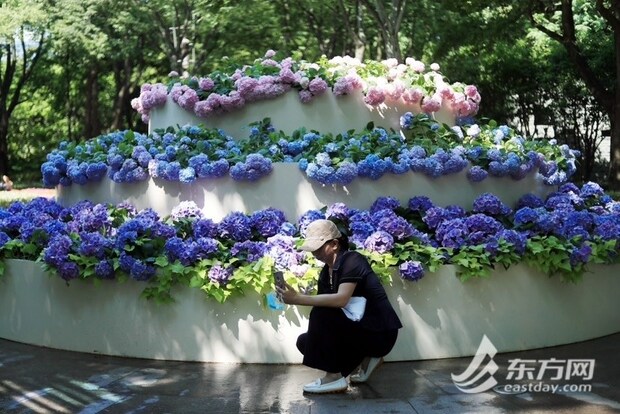 【文化旅遊-滾動圖】上海徐家匯公園“繡球蛋糕”出圈