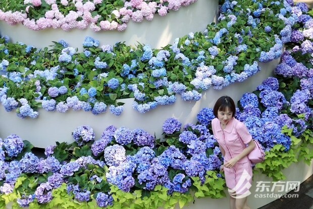 【文化旅遊-滾動圖】上海徐家匯公園“繡球蛋糕”出圈