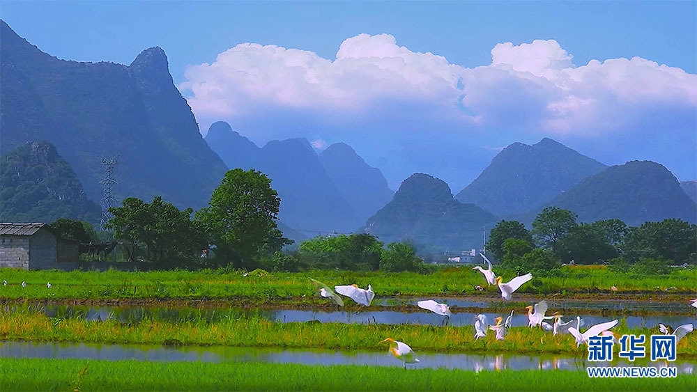 桂林灵川：白鹭舞翩跹