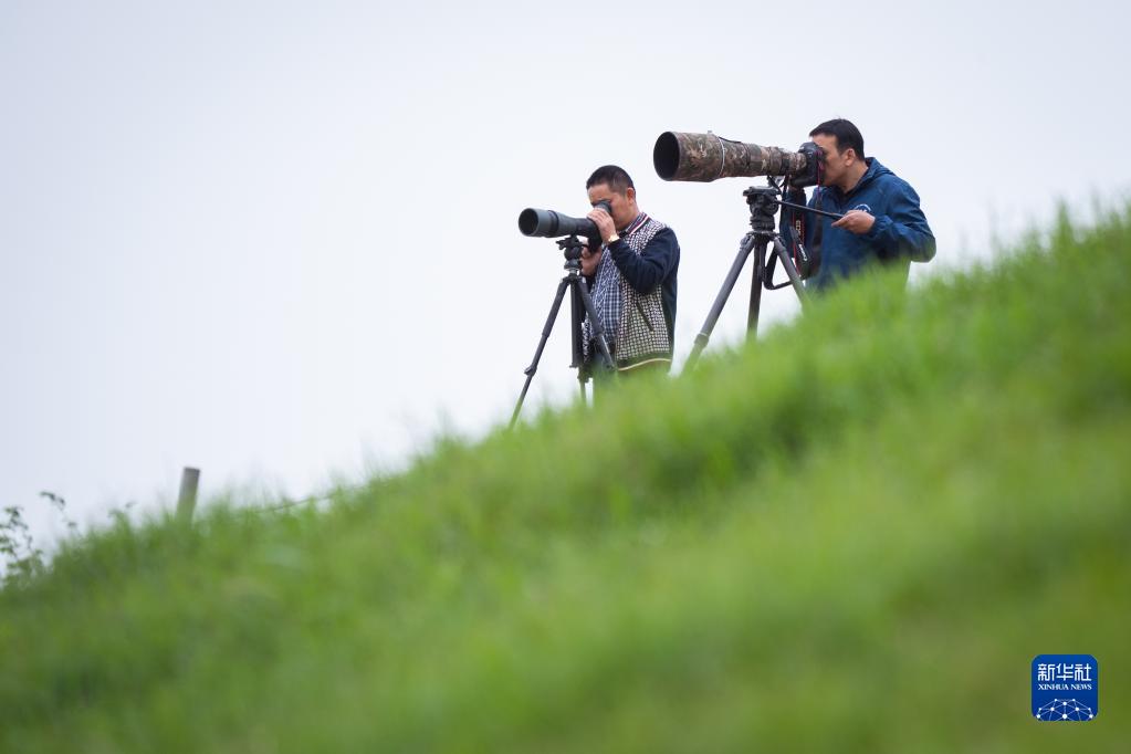 守护一方呦呦鹿鸣：春日的新生