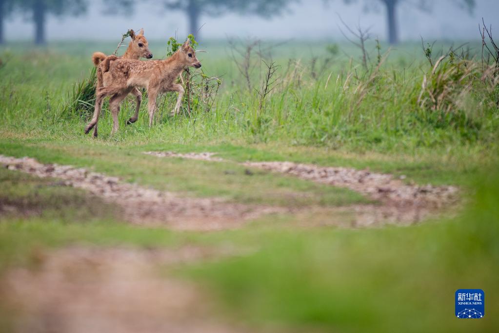 守护一方呦呦鹿鸣：春日的新生