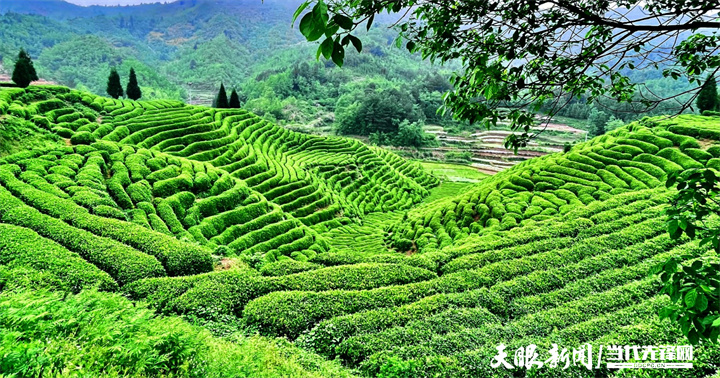 春天的茶訊｜安順茶旅融合“綠”生香