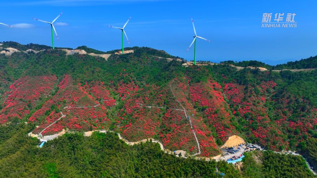 湖北通山：杜鹃盛放大幕山