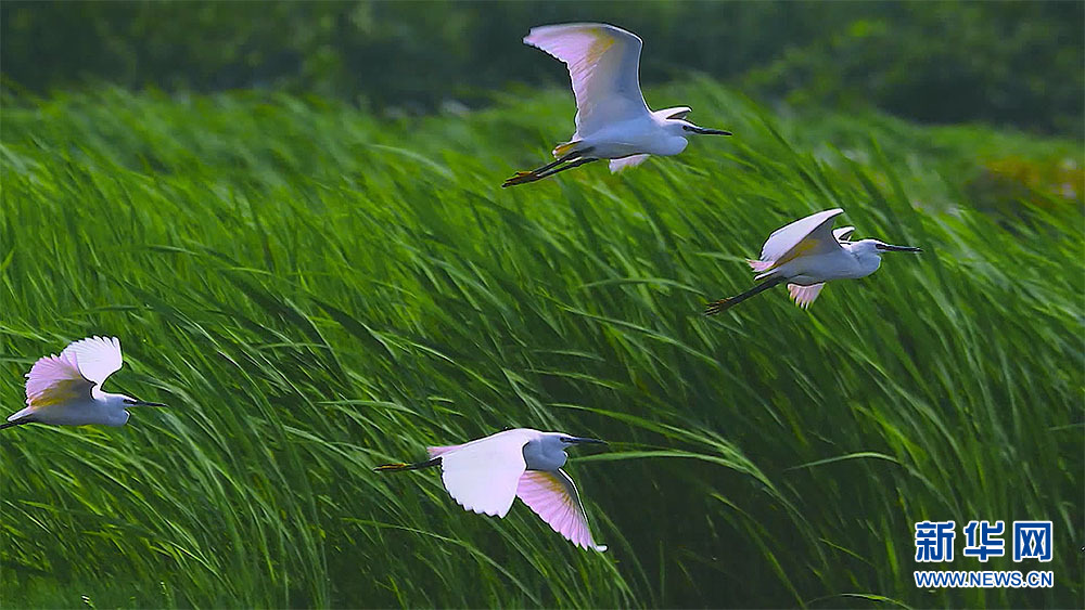 桂林靈川：白鷺舞翩躚