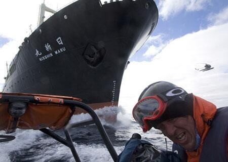 澳团体称将投入新型抗议船阻止日本科研捕鲸
