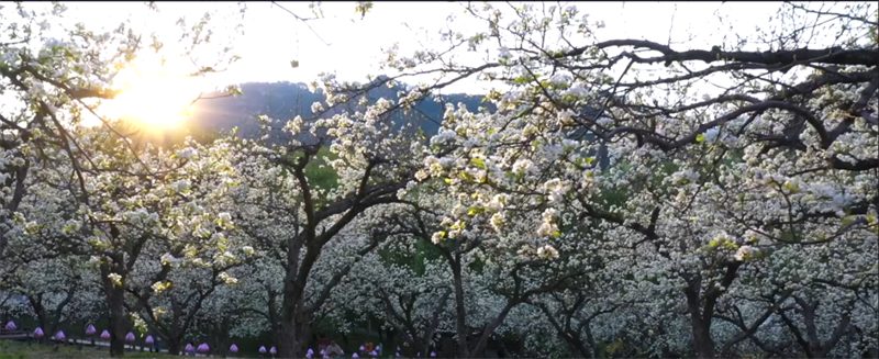 （文旅专题）鞍山：春意满园 百花齐放_fororder_文旅鞍山3