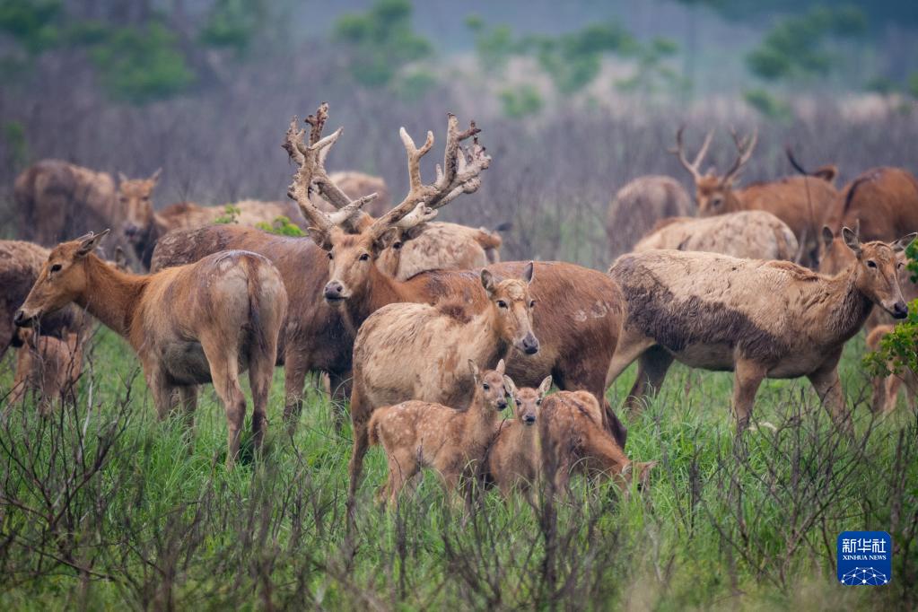 守护一方呦呦鹿鸣：春日的新生